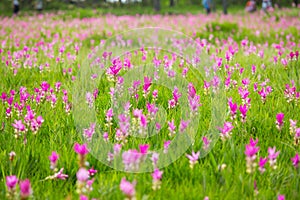 Beautiful wild siam tulips blooming in the jungle at Sai Thong N