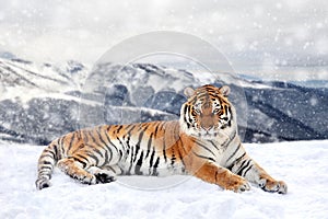 Beautiful wild siberian tiger on snow