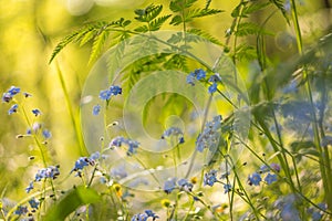 Beautiful wild small blue flowers and green plants with light bokeh in yellow sunlight. Abstract blurred background