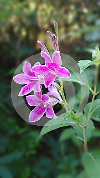 Beautiful wild small pink flowers and flower buds