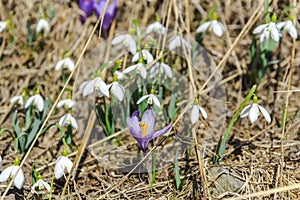 Spring flowers on the Mountains