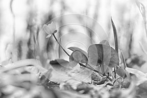 Beautiful wild spring nature. Small flower in forest. Soft focus, black and white composition, high key