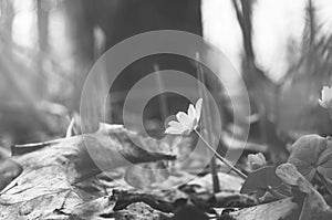 Beautiful wild spring nature. Small flower in forest. Soft focus, black and white composition, high key