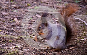 Beautiful wild squirrel in early spring forest