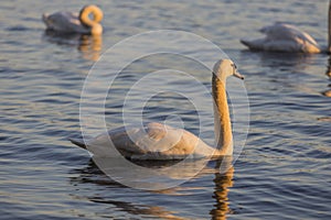 Beautiful wild swan Cygnus in sunset light