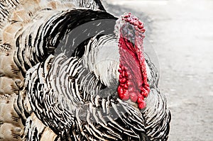 Beautiful wild turkeys close up shot with rich red wattles