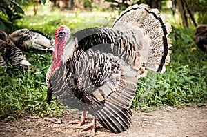 Beautiful wild turkeys with rich red wattles