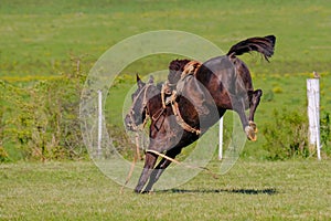 Beautiful wild untamed horse at a Criolla Festival in Caminos, Canelones, Uruguay, South America