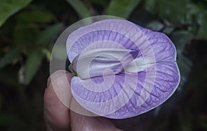 Beautiful wild violet spurred butterfly pea flower