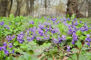 Beautiful wild violets flowers