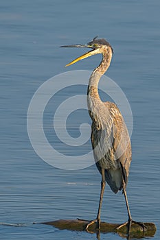 Beautiful wild wading shorebird, Great blue heron