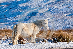 Beautiful wild Welsh Mountain Pony grazing in the snow