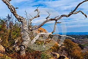 A Beautiful Wild Western View with a Gnarly Dead Tree, a View of Turkey Peak on Enchanted Rock, Texas. photo