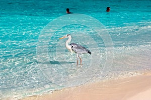 Beautiful wild white heron on the beach resort hotel in the Maldives against the background of clear blue water and people. Select