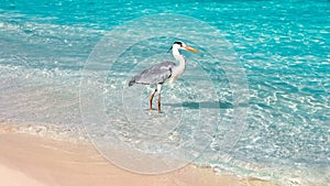 Beautiful wild white heron on the beach resort hotel in the Maldives against the background of clear blue water and people.