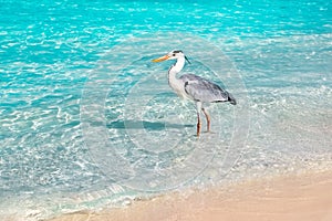 Beautiful wild white heron on the beach resort hotel in the Maldives against the background of clear blue water.