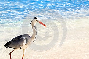 Beautiful wild white heron on the beach resort hotel in the Maldives against the background of clear blue water.