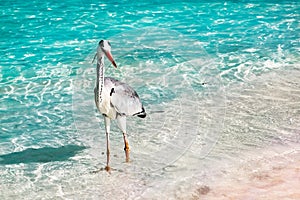 Beautiful wild white heron on a beautiful fantastic beach in the Maldive Islands against the blue clear water.
