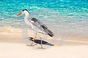 Beautiful wild white heron on a beautiful fantastic beach in the Maldive Islands against the blue clear water photo