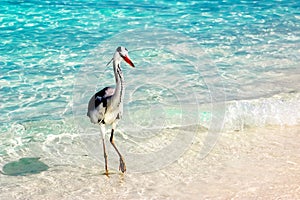 Beautiful wild white heron on a beautiful fantastic beach in the Maldive Islands against the blue clear water