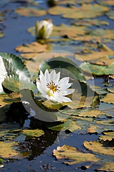 A beautiful Wild White Water Lilies and Pads, Lily in pond, Lily flower and pad