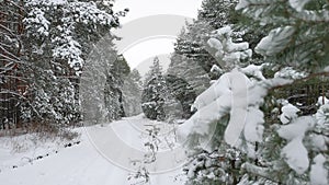 Beautiful wild winter forest Christmas tree in the snow nature scenery pine path
