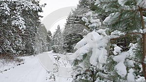 Beautiful wild winter forest Christmas tree in the snow nature scenery pine path