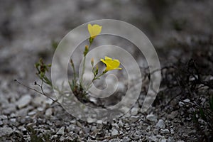 Beautiful wild yellow flower called linum flavum Dwarf Golden Flax from Ukraine