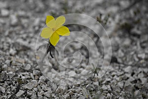 Beautiful wild yellow flower called linum flavum Dwarf Golden Flax from Ukraine