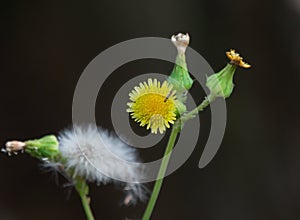 Beautiful Wild Yellow Flower and Green Pods of Sonchus oleraceus Common Sowthistle Species with Black Background photo