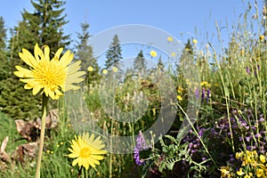 The beautiful wild yellow summer flower in the bloom