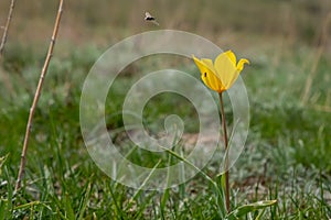 Beautiful wild yellow tulips on green grass background. Spring season. Nature background.