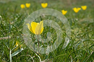 Beautiful wild yellow tulips on green grass background. Spring season. Nature background.