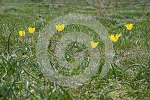 Beautiful wild yellow tulips on green grass background. Spring season. Nature background.