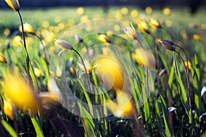 Beautiful wild yellow tulips on the meadow