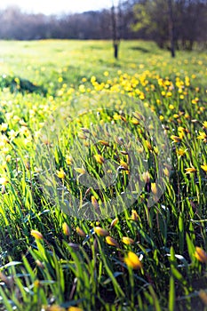 Beautiful wild yellow tulips on the meadow