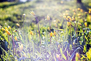 Beautiful wild yellow tulips on the meadow