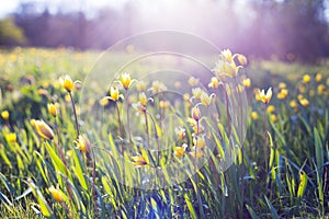 Beautiful wild yellow tulips on the meadow