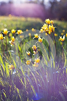 Beautiful wild yellow tulips on the meadow