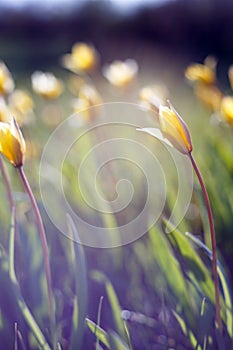 Beautiful wild yellow tulips on the meadow