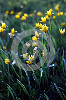 Beautiful wild yellow tulips on the meadow