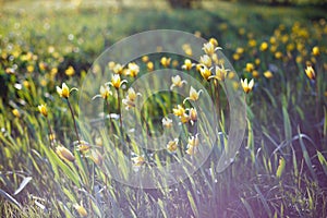 Beautiful wild yellow tulips on the meadow