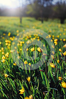 Beautiful wild yellow tulips on the meadow