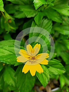 Beautiful wild yelow flower in front of green leaf in the garden