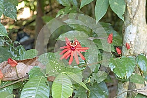 Beautiful Wildflower in the Amazon