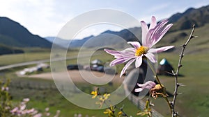 Beautiful wildflower on the background of mountains and residential buildings. Mountains Of Altai