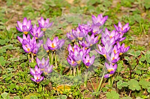 Beautiful wildflower bloom in the garden