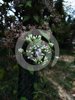 Beautiful wildflower in forest.