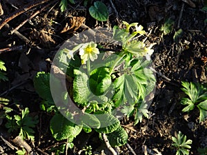 Beautiful wildflower in the forest