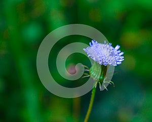 Beautiful Wildflower from Kalaw